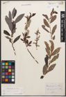 Foto von Salix caprea L. x Salix purpurea L.